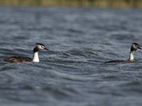 Podiceps cristatus 50, Fuut, Saxifraga-Dirk Hilbers