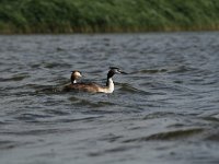 Podiceps cristatus 56, Fuut, Saxifraga-Dirk Hilbers