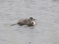 Podiceps cristatus 72, Fuut, Saxifraga-Luuk Vermeer