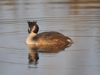 Podiceps cristatus 74, Fuut, Saxifraga-Luuk Vermeer