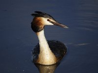 Podiceps cristatus 75, Fuut, Saxifraga-Luuk Vermeer