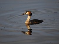 Podiceps cristatus 77, Fuut, Saxifraga-Luuk Vermeer