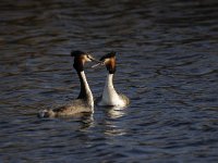 Podiceps cristatus 84, Fuut, Saxifraga-Luuk Vermeer