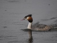 Podiceps cristatus 85, Fuut, Saxifraga-Luuk Vermeer