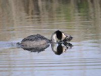 Podiceps cristatus 93, Fuut, Saxifraga-Luuk Vermeer