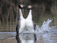 Podiceps cristatus 95, Fuut, Saxifraga-Luuk Vermeer