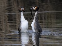 Podiceps cristatus 98, Fuut, Saxifraga-Luuk Vermeer