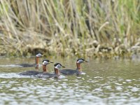 Podiceps grisegena 11, Roodhalsfuut, Saxifraga-Tom Heijnen