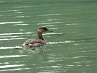 Podiceps grisegena 16 Roodhalsfuut, adult, Saxifraga-Theo Verstrael