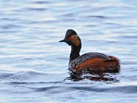 Podiceps nigricollis 30, Geoorde fuut, Saxifraga-Hans Dekker