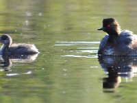 Podiceps nigricollis 38, Geoorde fuut, Saxifraga-Tom Heijnen