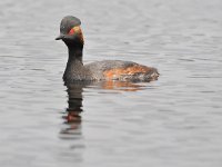 Podiceps nigricollis 40, Geoorde fuut, Saxifraga-Tom Heijnen