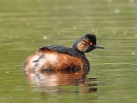 Podiceps nigricollis 43, Geoorde fuut, Saxifraga-Tom Heijnen