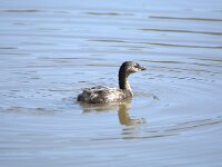Podilymbus podiceps