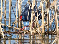 Porphyrio porphyrio 16, Purperkoet, Saxifraga-Bart Vastenhouw