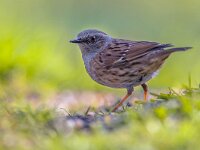 Dunnock  Dunnock (Prunella modularis) foraging on the ground in a green ecological garden and looking in the camera : Netherlands, accenteur, acentor, animal, animals, background, beak, bird, birdwatching, bokeh, britain, british, brown, bush, comun, dunnock, europe, european, fauna, feathers, france, garden, germany, gorse, ground, heckenbraunelle, hedge, heggemus, heggenmus, holland, italy, jarnsparv, jernspurv, modularis, mouchet, nature, passera, passeriformes, passerine, perched, prunella, scopaiola, spain, sparrow, uk, watching, wild, wildlife