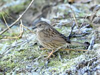 Prunella modularis 112, Heggenmus, adult, Saxifraga-Theo Verstrael
