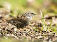 Prunella modularis 116, Heggenmus, adult, Saxifraga-Theo Verstrael