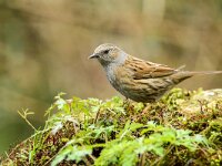 Prunella modularis 117, Heggenmus, adult, Saxifraga-Theo Verstrael
