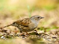 Prunella modularis 118, Heggenmus, adult, Saxifraga-Theo Verstrael