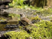 Prunella modularis 119, Heggenmus, adult, Saxifraga-Theo Verstrael