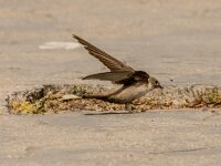 Ptyonoprogne rupestris 11, Rotszwaluw, adult, Saxifraga-Theo Verstrael