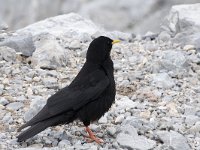 Pyrrhocorax graculus 58, Alpenkauw, Saxifraga-Willem van Kruijsbergen