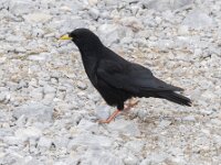 Pyrrhocorax graculus 59, Alpenkauw, Saxifraga-Willem van Kruijsbergen
