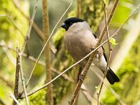 Pyrrhula pyrrhula 93, Goudvink, adult, female, Saxifraga-Theo Verstrael