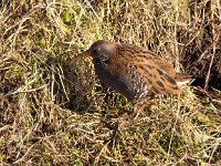 Rallus aquaticus 26, Waterral, Saxifraga-Bart vastenhouw