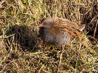 Rallus aquaticus 28, Waterral, Saxifraga-Bart Vastenhouw