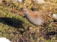 Rallus aquaticus 31, Waterral, Saxifraga-Bart vastenhouw