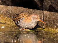 Rallus aquaticus 37, Waterral, Saxifraga-Bart vastenhouw