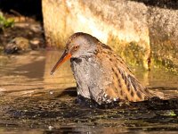 Rallus aquaticus 41, Waterral, Saxifraga-Bart vastenhouw