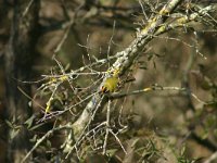 Regulus ignicapillus 2, Vuurgoudhaan, male, Saxifraga-Dirk Hilbers