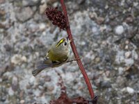 Regulus regulus 100, Goudhaan, Saxifraga-Luc Hoogenstein