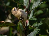 Regulus regulus 102, Goudhaan, Saxifraga-Luc Hoogenstein