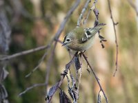 Regulus regulus 105, Goudhaan, Saxifraga-Luc Hoogenstein