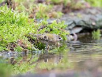 Regulus regulus 55 Goudhaan, Saxifraga-Luuk Vermeer