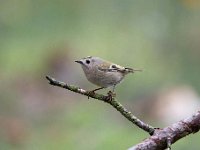 Regulus regulus 72, Goudhaan, Saxifraga-Luuk Vermeer