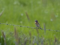 Saxicola rubetra 20, Paapje, Saxifraga-Jan Nijendijk