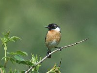 Saxicola rubicola, Common Stonechat