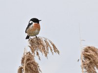 Saxicola rubicola 100, Roodborsttapuit, Saxifraga-Luuk Vermeer