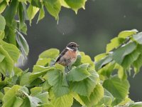 Saxicola rubicola 104, Roodborsttapuit, Saxifraga-Luuk Vermeer