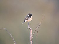 Saxicola rubicola 107, Roodborsttapuit, Saxifraga-Luuk Vermeer