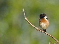 Saxicola rubicola 14, Roodborsttapuit, Saxifraga-Rik Kruit