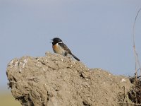 Saxicola rubicola 22, Roodborsttapuit, Saxifraga-Luuk Vermeer