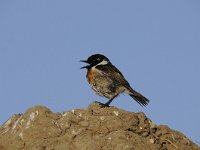 Saxicola rubicola 24, Roodborsttapuit, Saxifraga-Luuk Vermeer