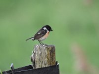 Saxicola rubicola 26, Roodborsttapuit, Saxifraga-Luuk Vermeer