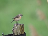 Saxicola rubicola 27, Roodborsttapuit, Saxifraga-Luuk Vermeer